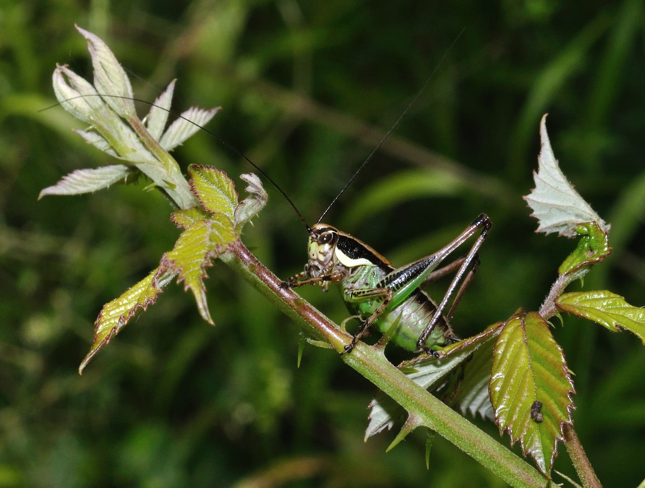 ID Orthoptero: Eupholidoptera sp.